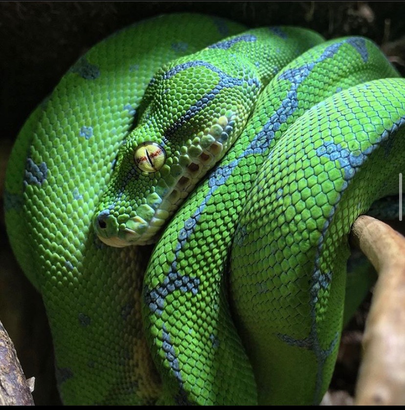 Yearling Sorong x Aru Green Tree Python